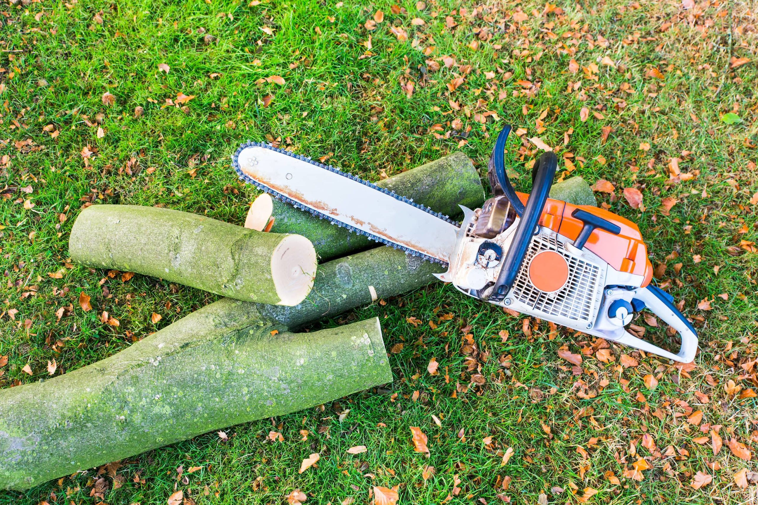 Tree Cutting and Trimming Services